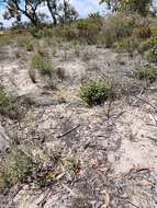 Image of Austrostipa macalpinei (Reader) S. W. L. Jacobs & J. Everett