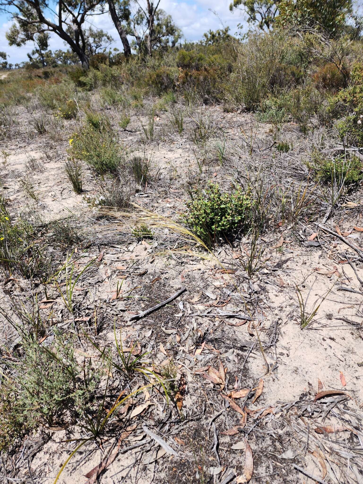 Image of Austrostipa macalpinei (Reader) S. W. L. Jacobs & J. Everett