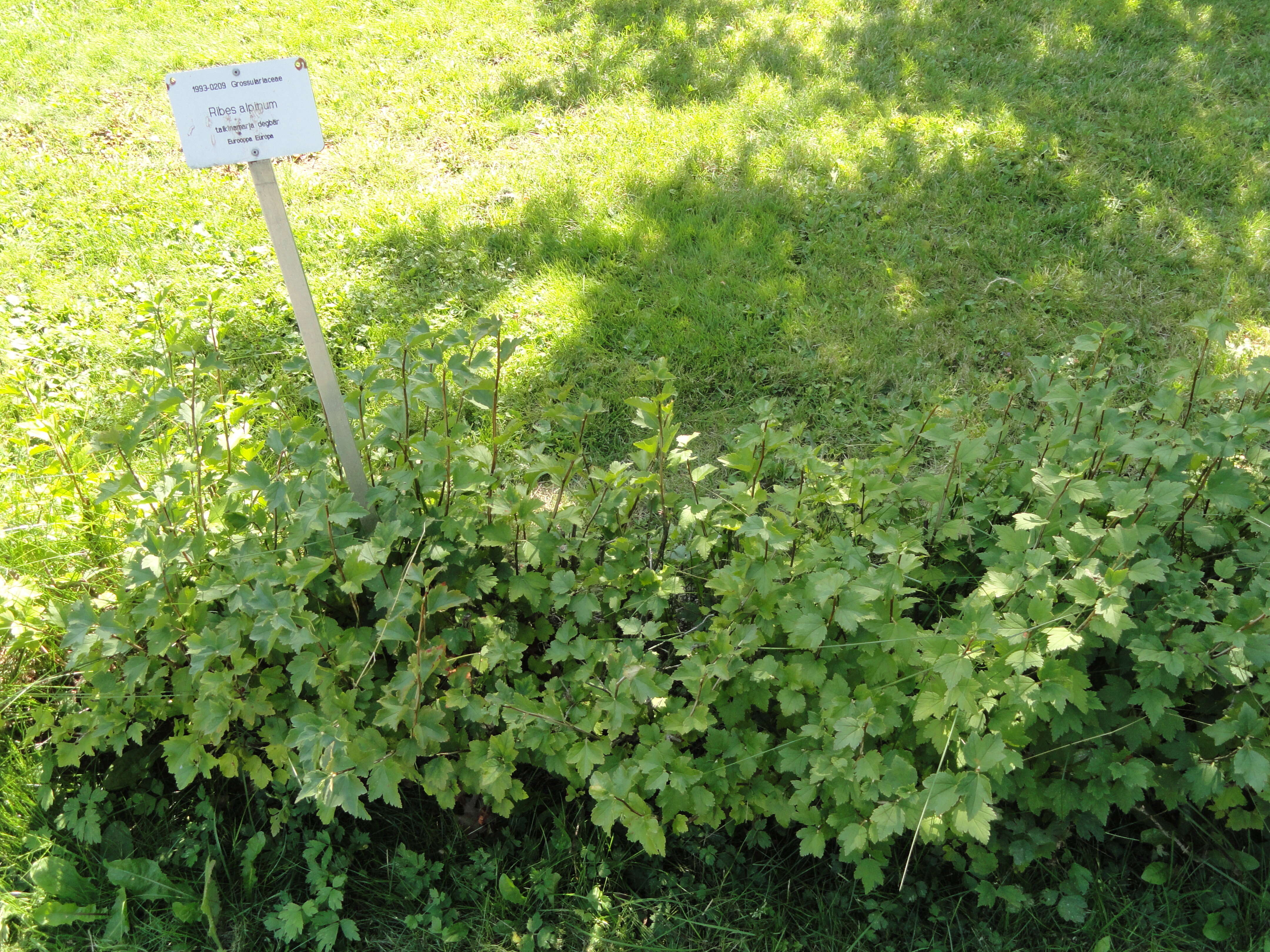 Image of Mountain Currant