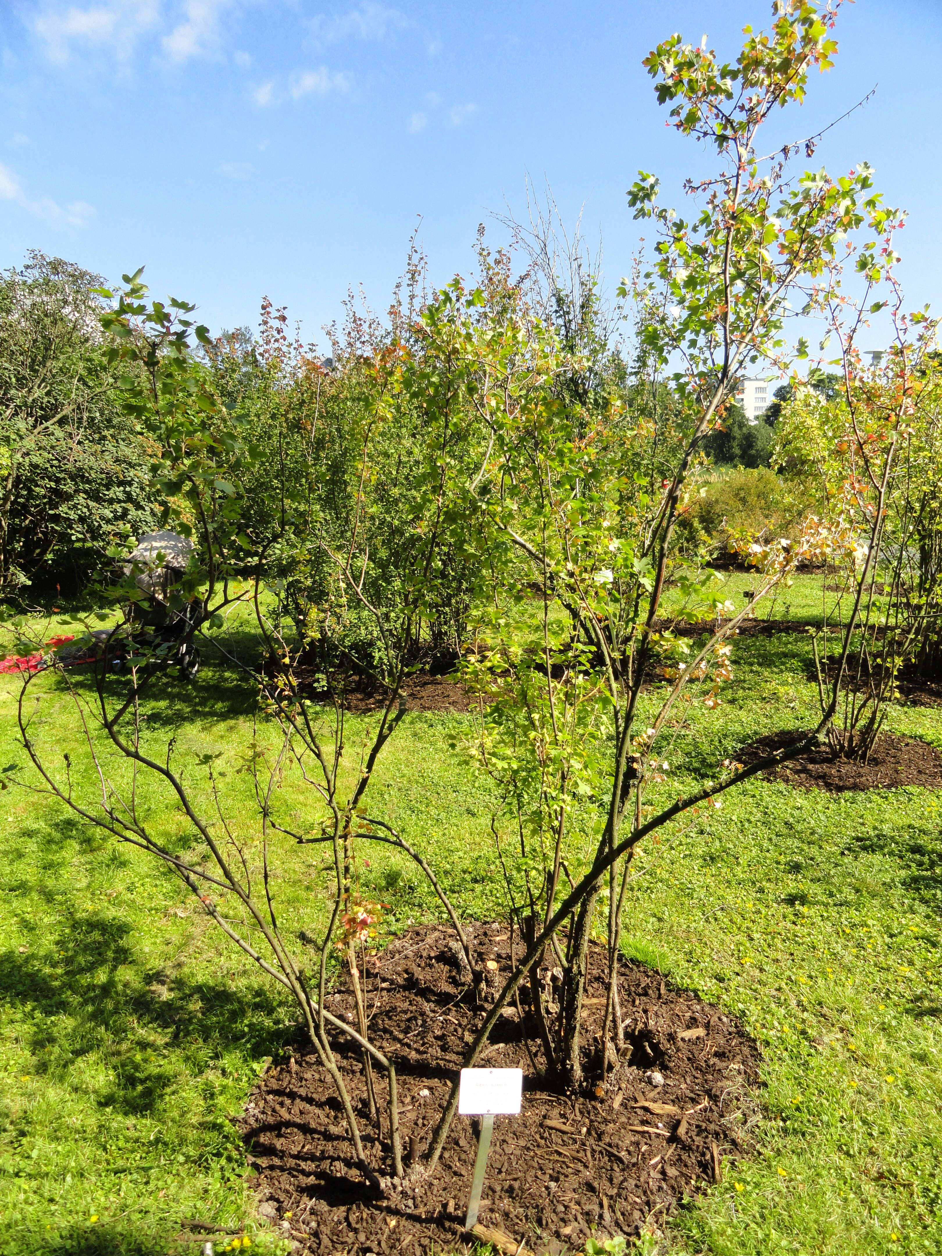 Image of golden currant