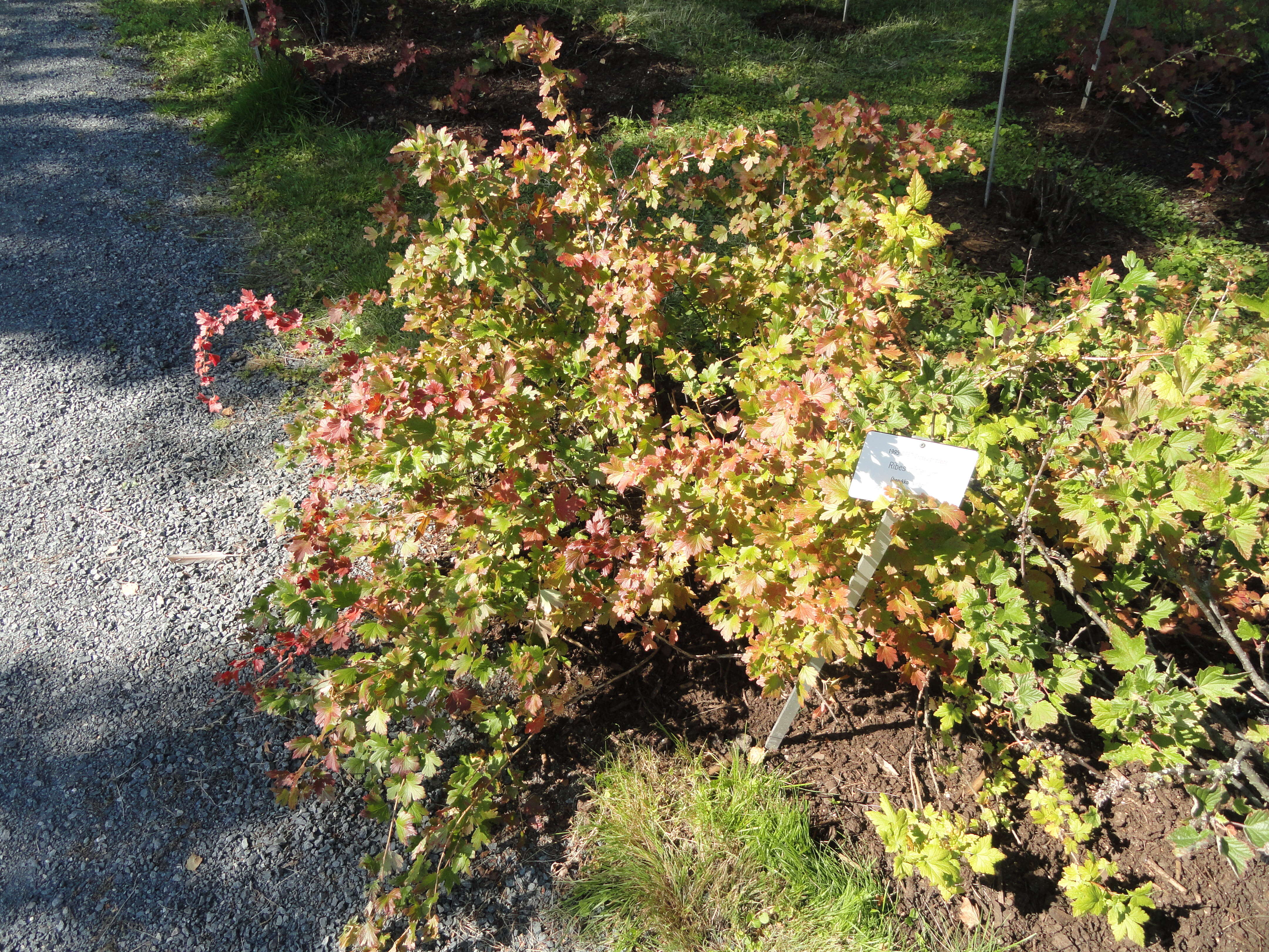 Image of hairystem gooseberry