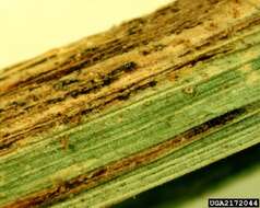 Image of lemon grass