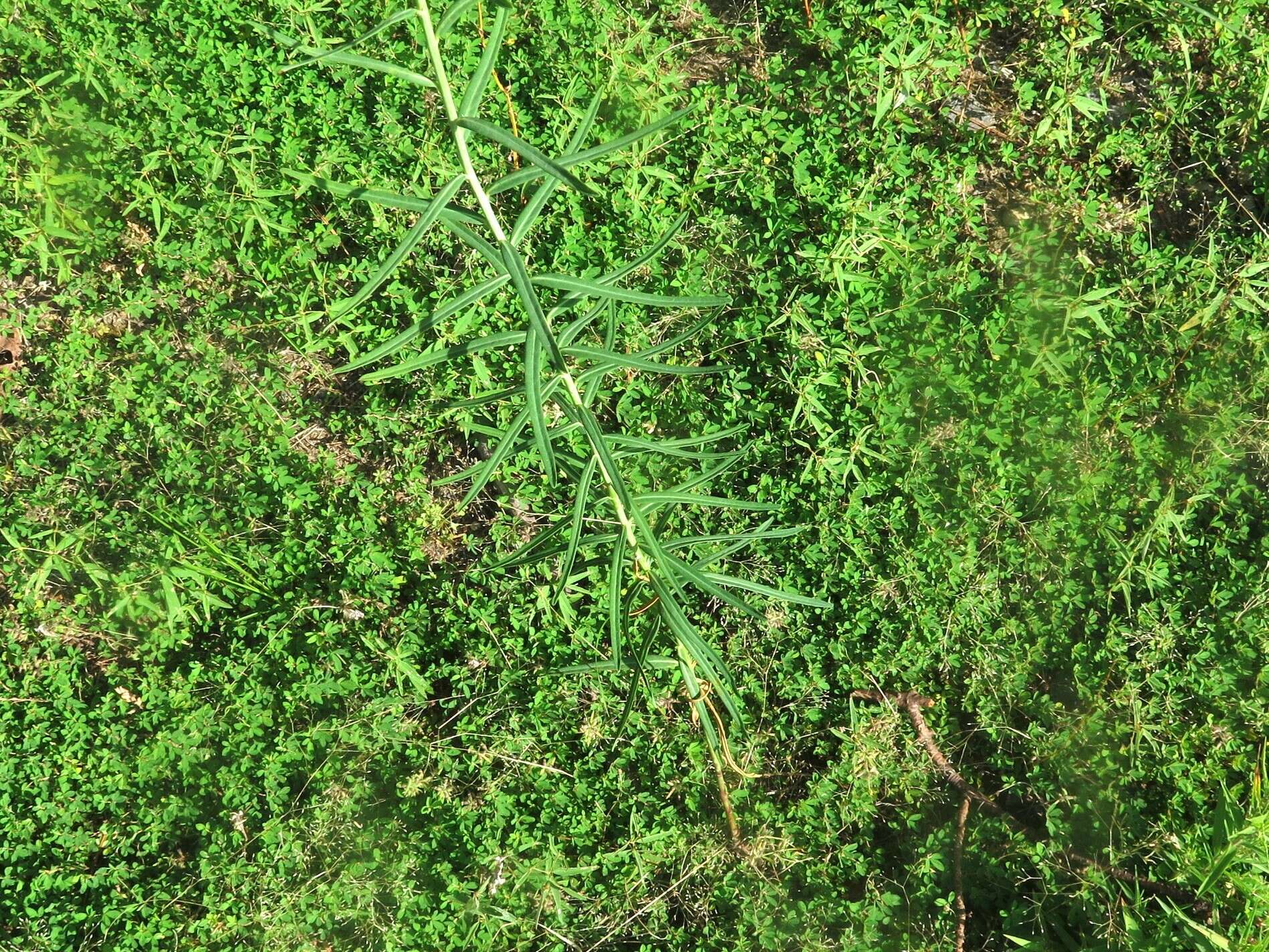 Image of summer spurge