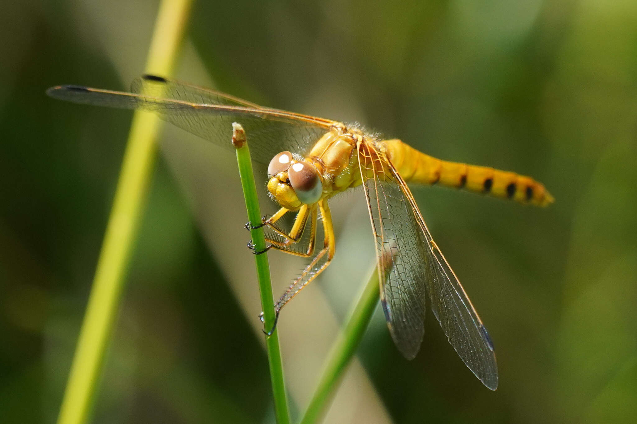 Image of Spot-winged Meadowhawk