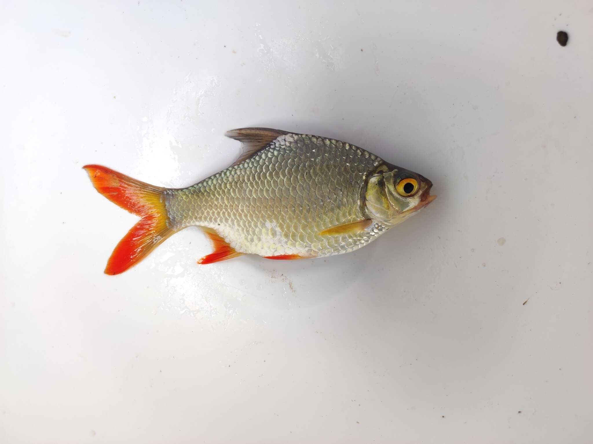 Image of Red-tail Tinfoil Barb