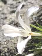 Image of San Jacinto prickly phlox