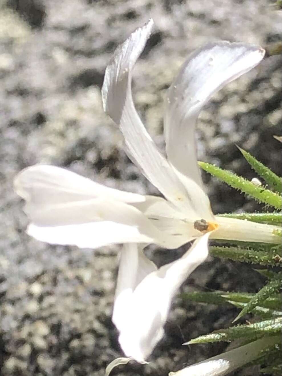 Image of San Jacinto prickly phlox