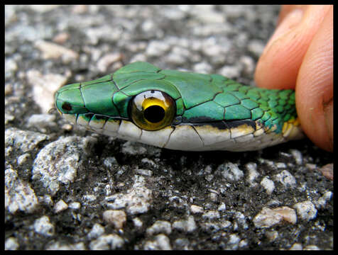 Image of Green Parrot Snake