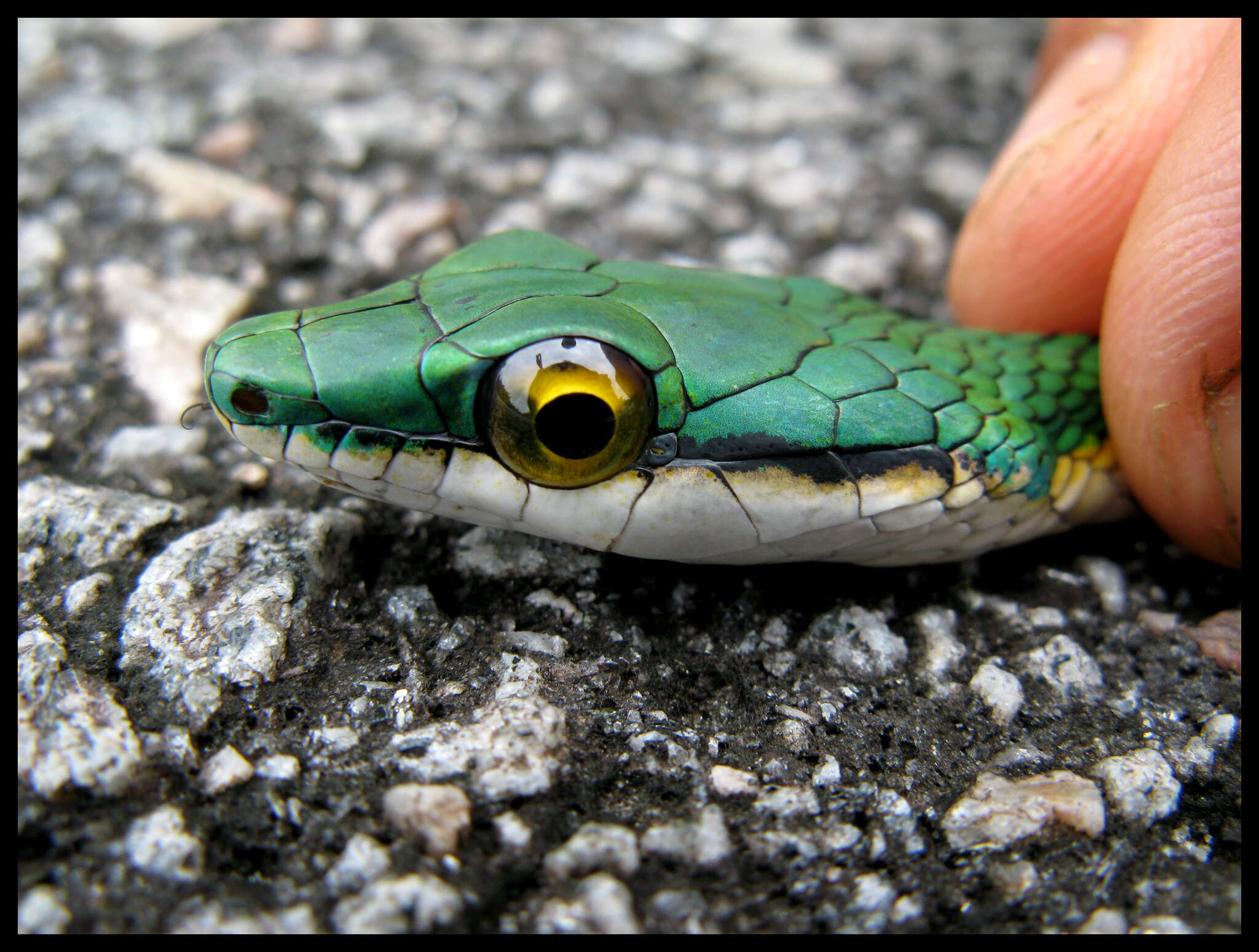 Image de Leptophis ahaetulla (Linnaeus 1758)