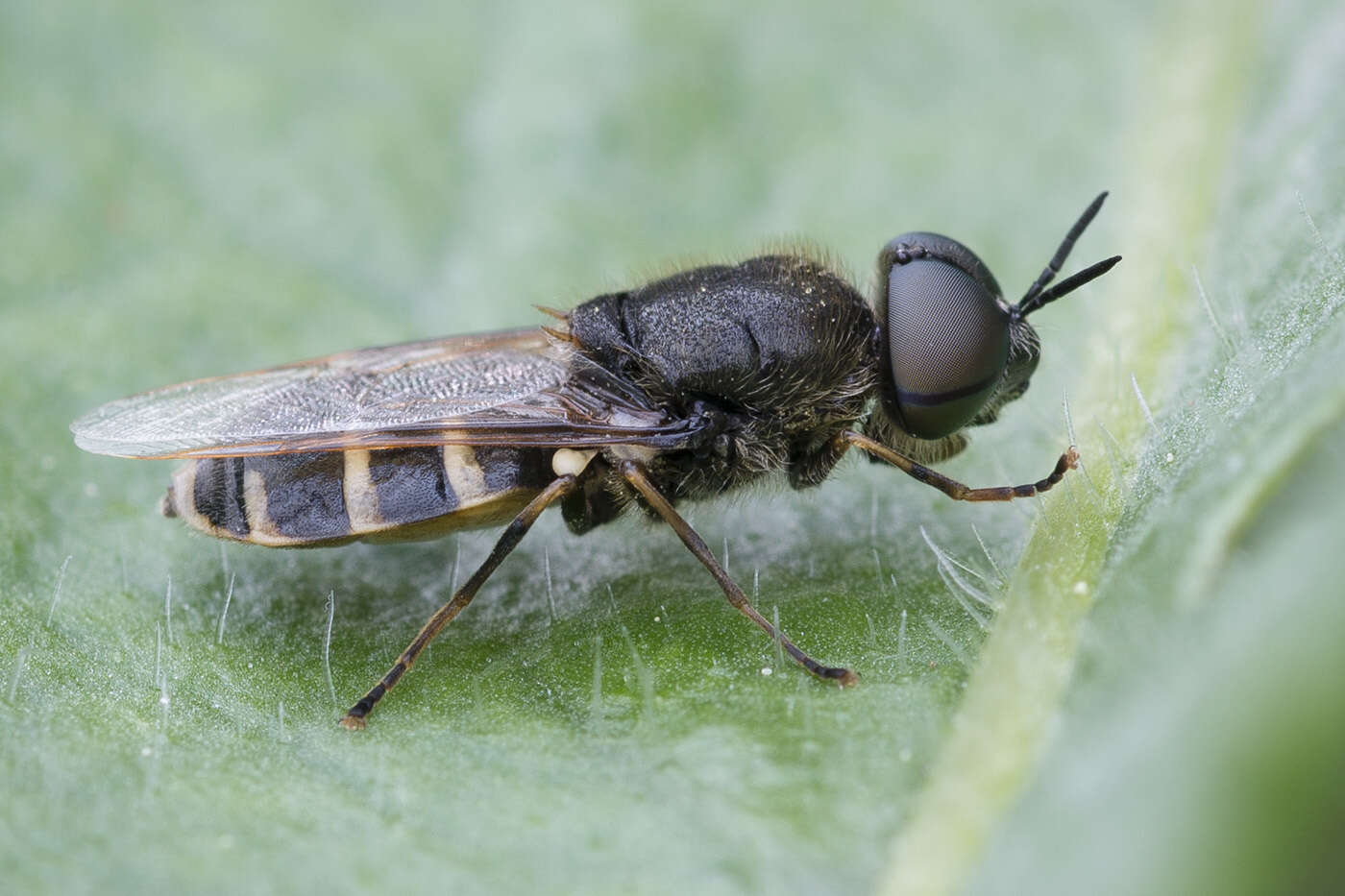 Image de Odontomyia microleon (Linnaeus 1758)