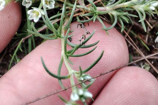 Sivun Scleranthus perennis subsp. perennis kuva