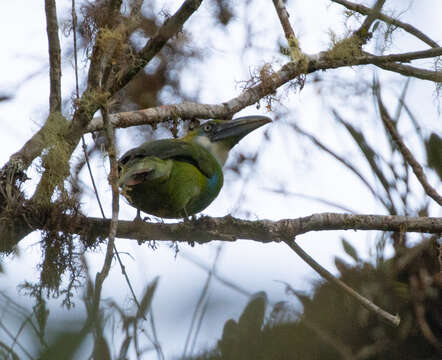 Image of Blue-banded Toucanet