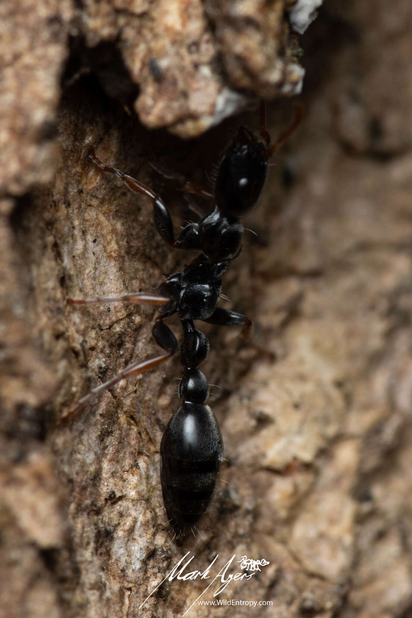 Image of Tetraponera punctulata Smith 1877