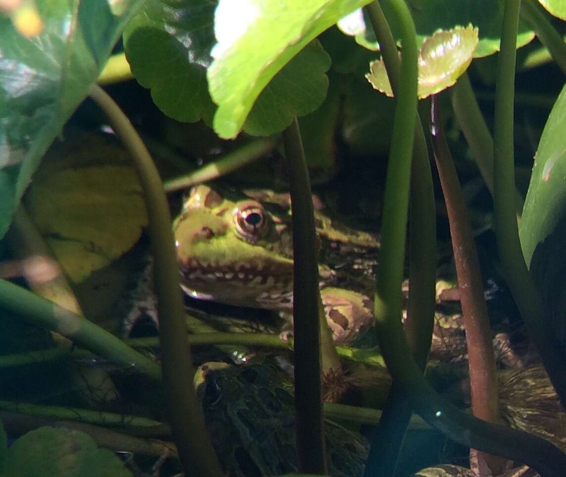 Image of Chiricahua Leopard Frog