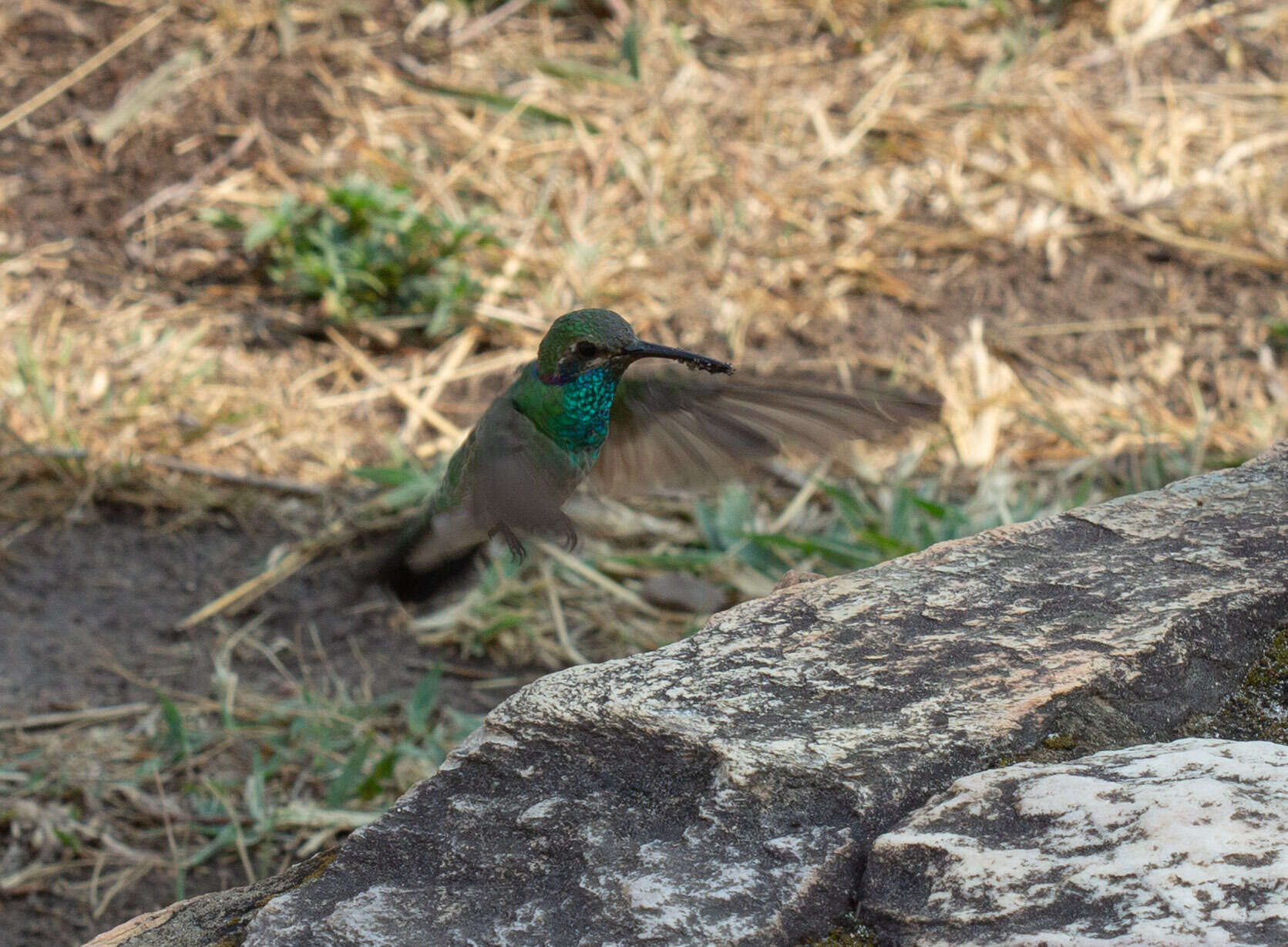 Image of White-vented Violet-ear