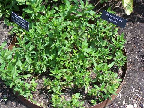 Image of Mentha × gracilis