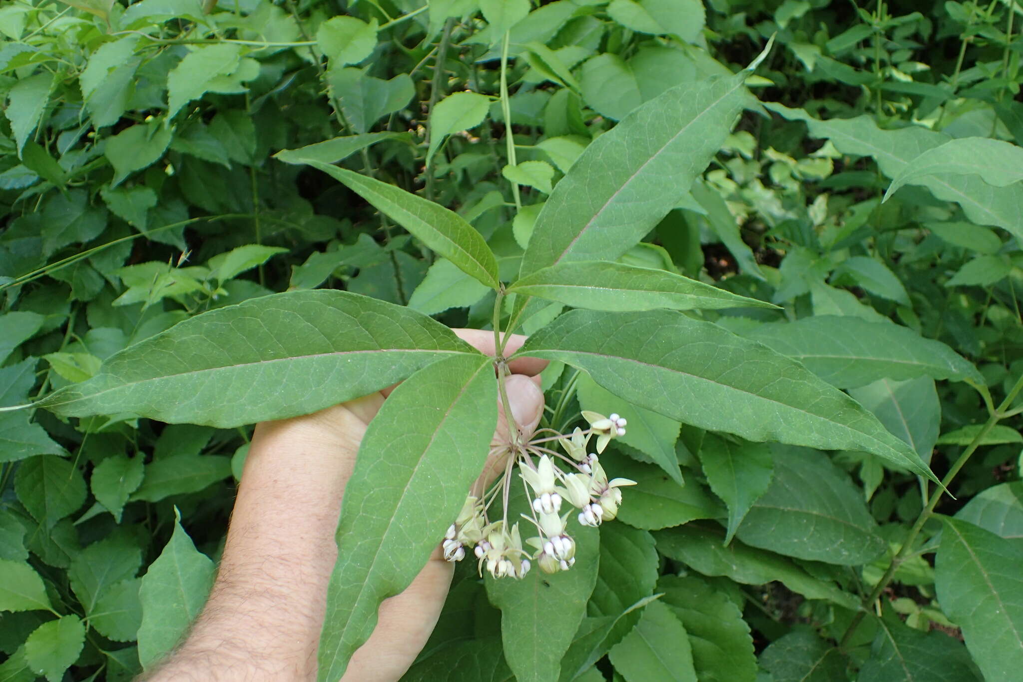 Image of poke milkweed