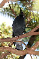 Image of Lord Howe currawong