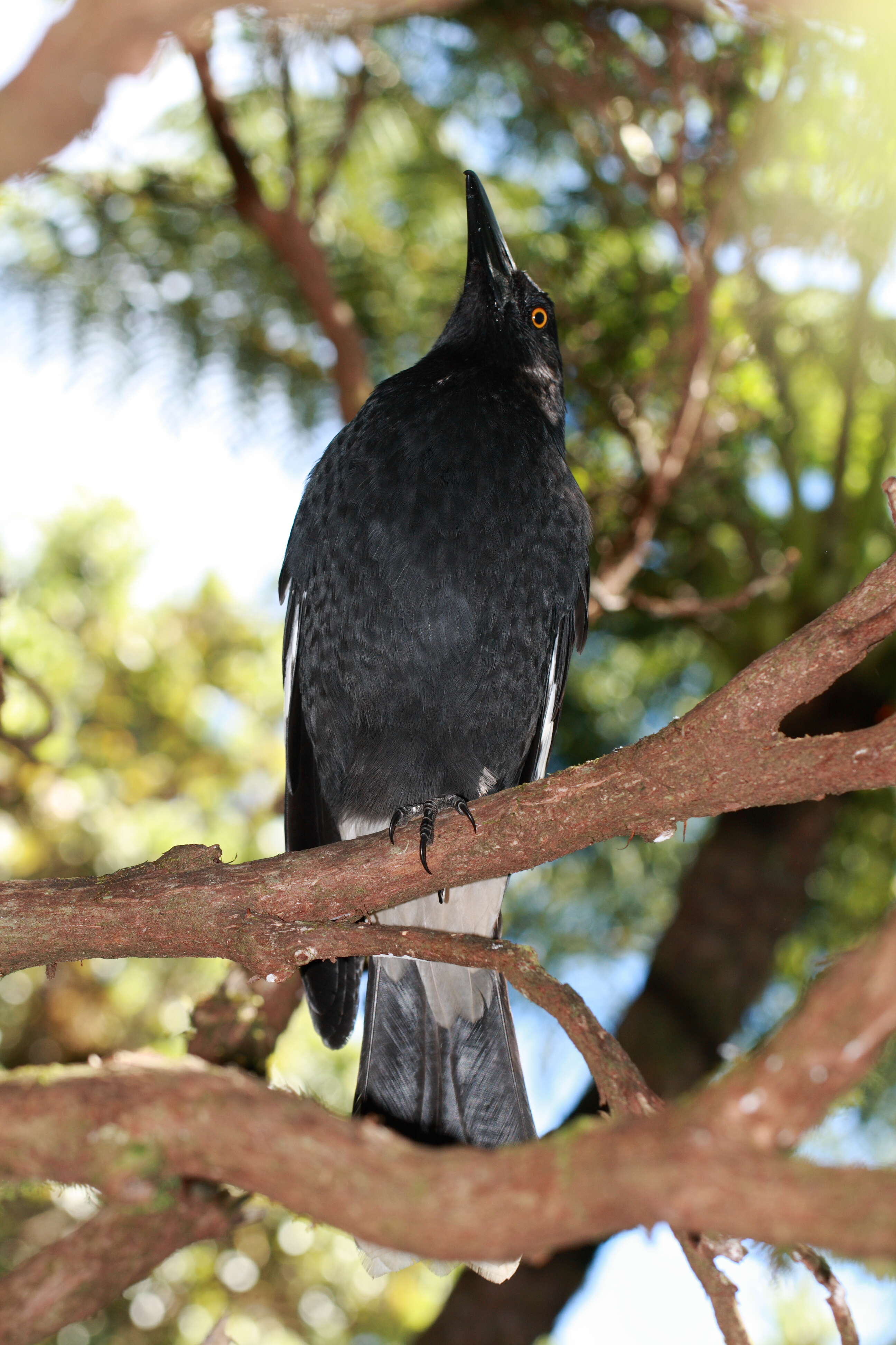 Image of Lord Howe currawong