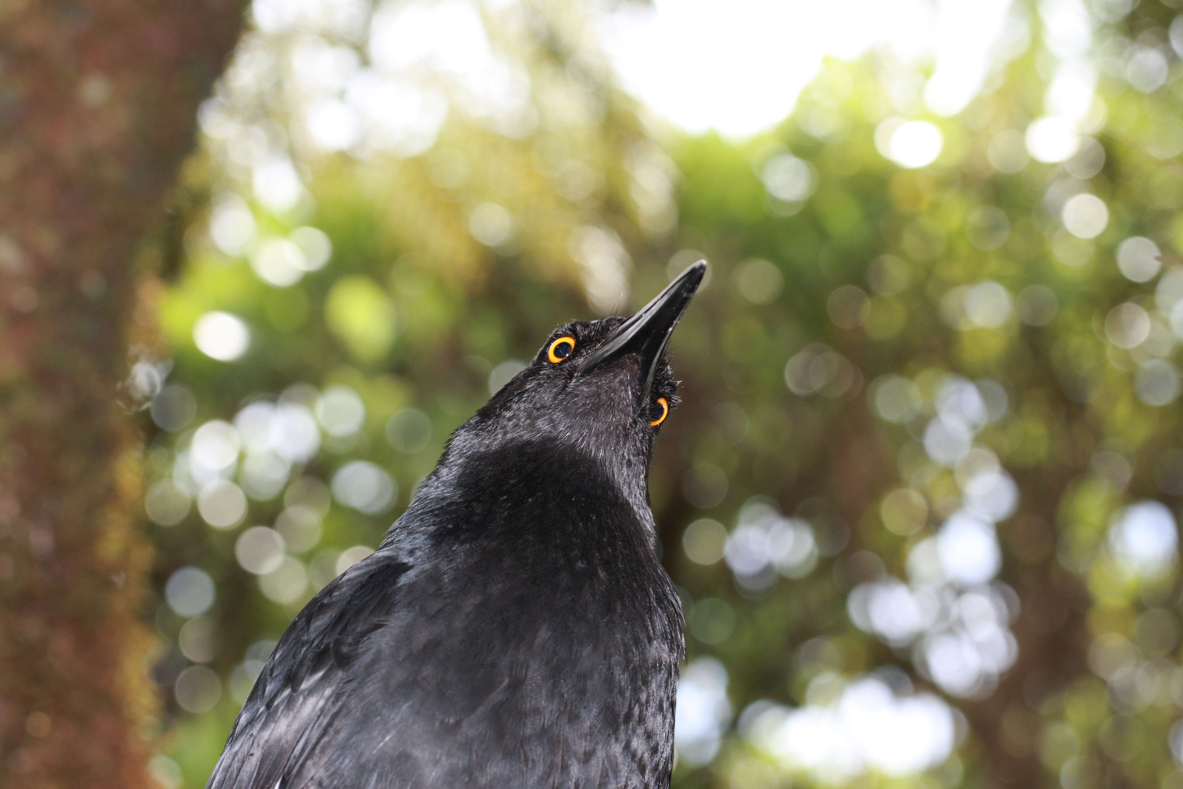 Image of Lord Howe currawong