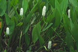 Image of Pontederia reflexa