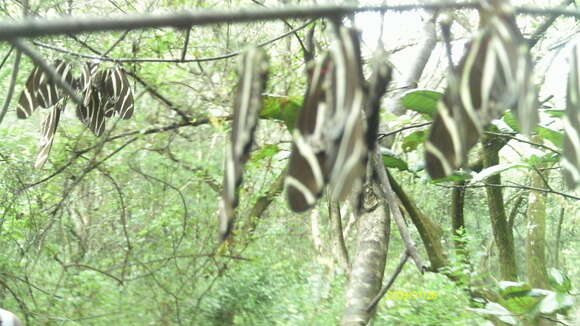 Image of Heliconius charithonia vazquezae Comstock & Brown 1950