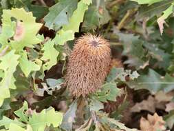 Image of Oak-leaved Banksia