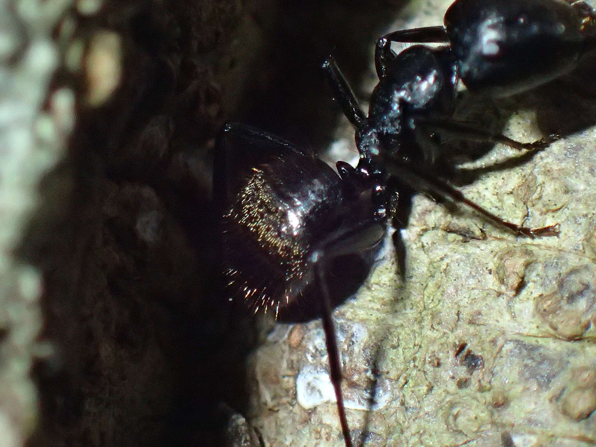 Image of Camponotus arminius Forel 1910