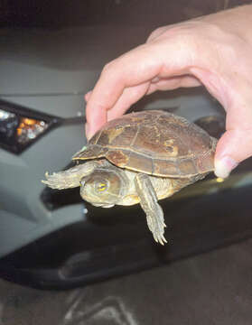 Image of Hispaniolan Slider Turtle