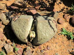 Image of Pleiospilos bolusii (Hook. fil.) N. E. Br.