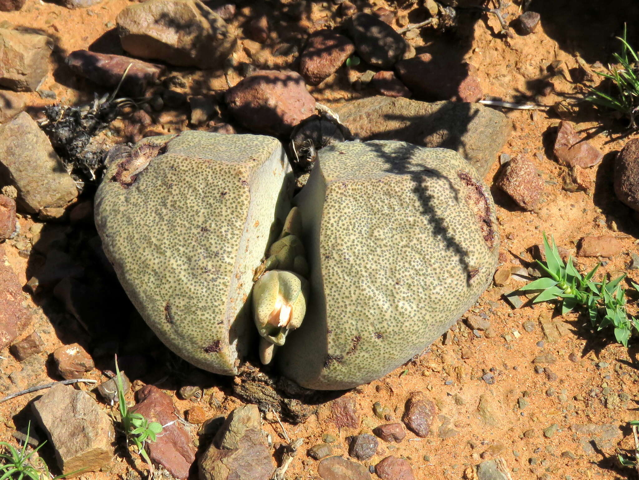 Plancia ëd Pleiospilos bolusii (Hook. fil.) N. E. Br.