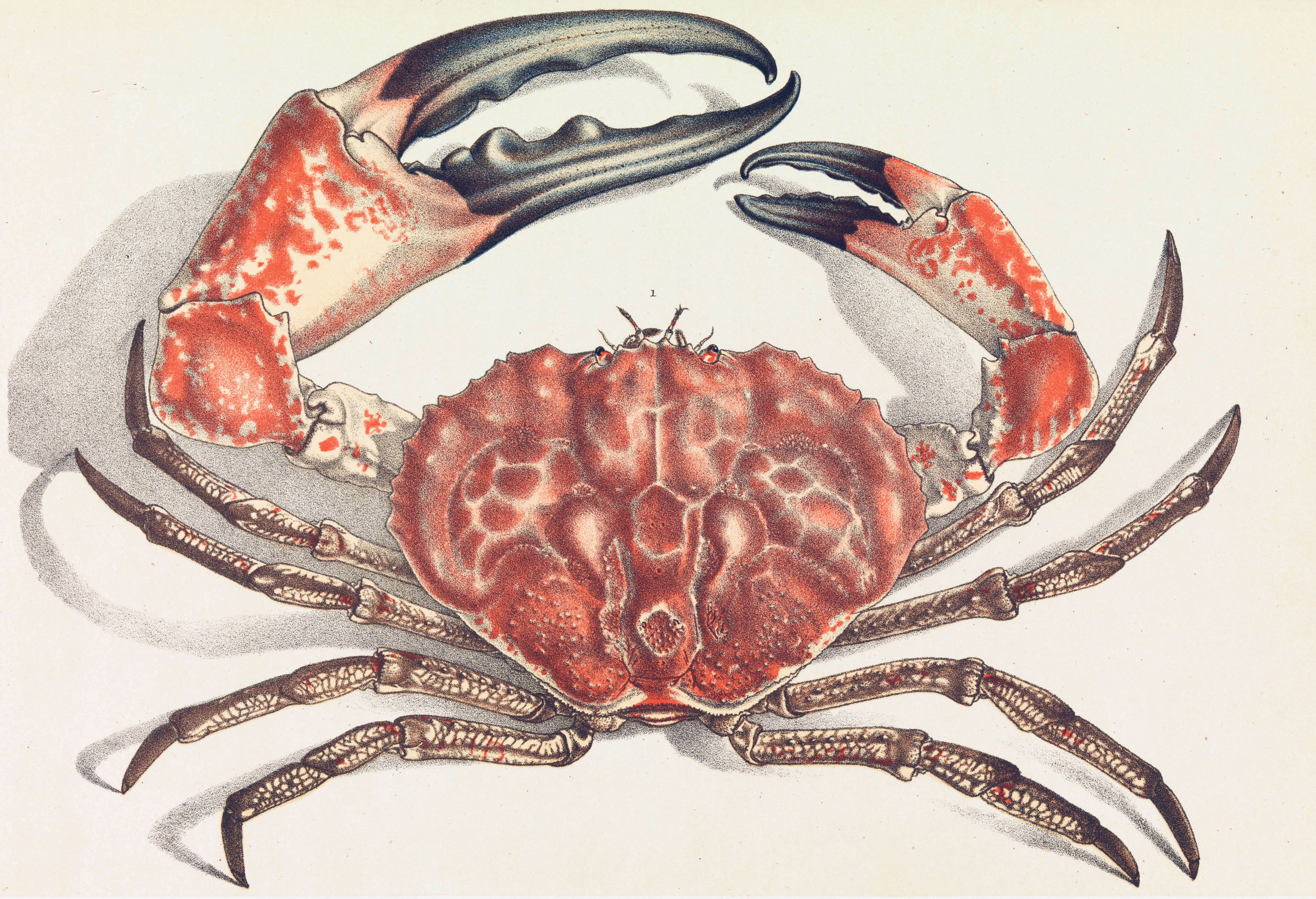 Image of Pseudocarcinus H. Milne Edwards 1834