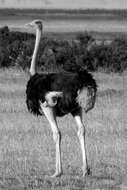 Image of Masai ostrich