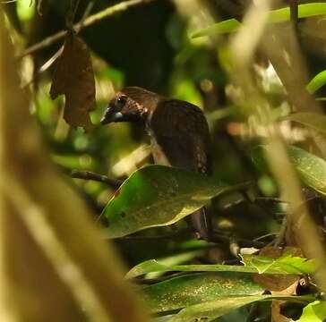 Image of Black-throated Munia