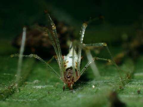 Image of Meotipa thalerorum Deeleman-Reinhold 2009