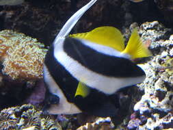 Image of Bannerfish