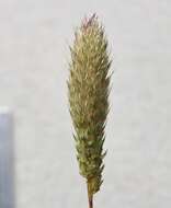 Image of hood canarygrass