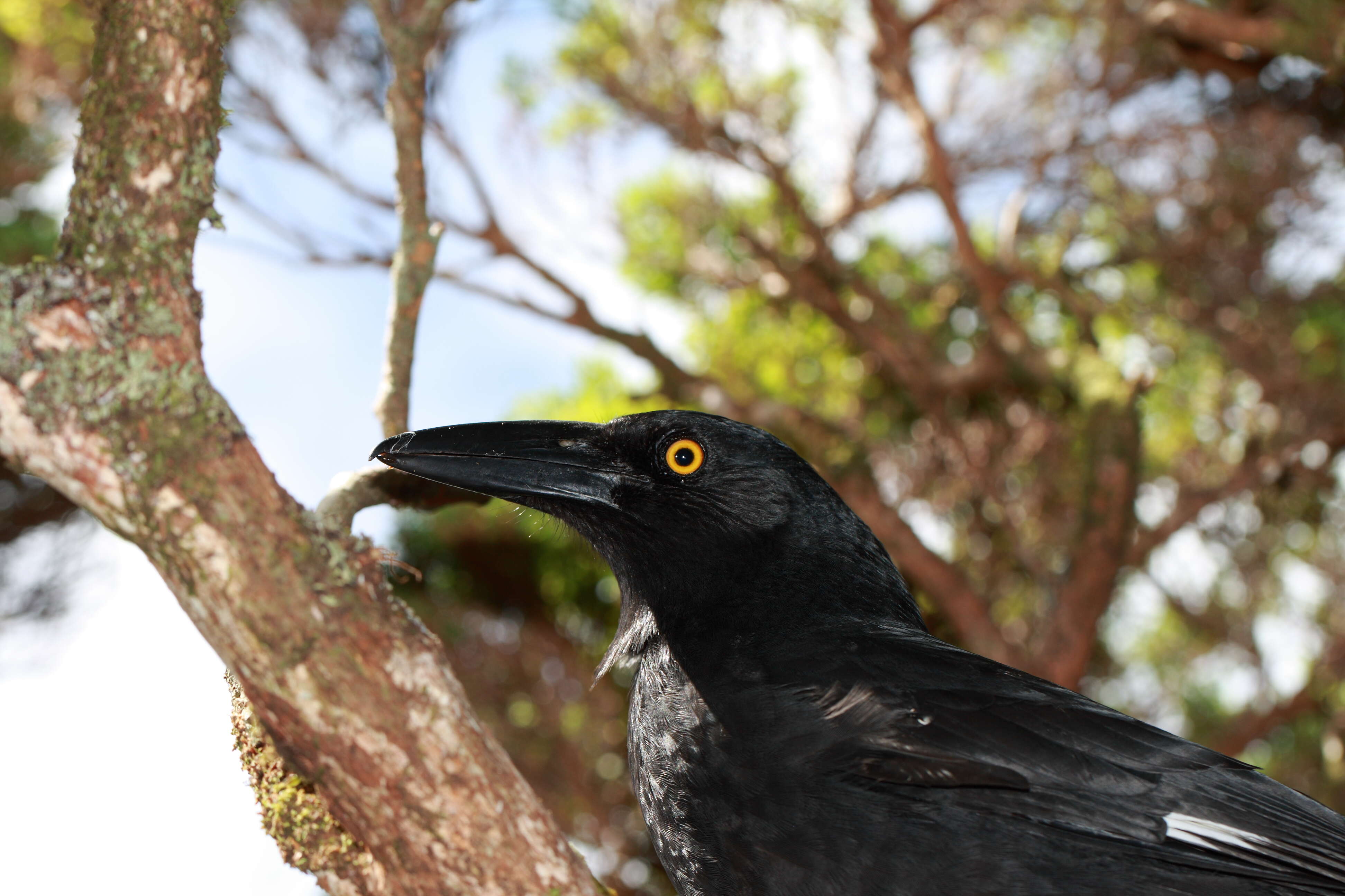 Image of Lord Howe currawong