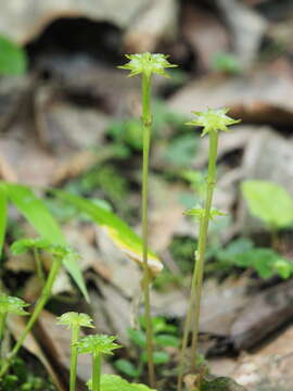 Image of Asteropyrum peltatum (Franch.) J. R. Drumm. & Hutch.