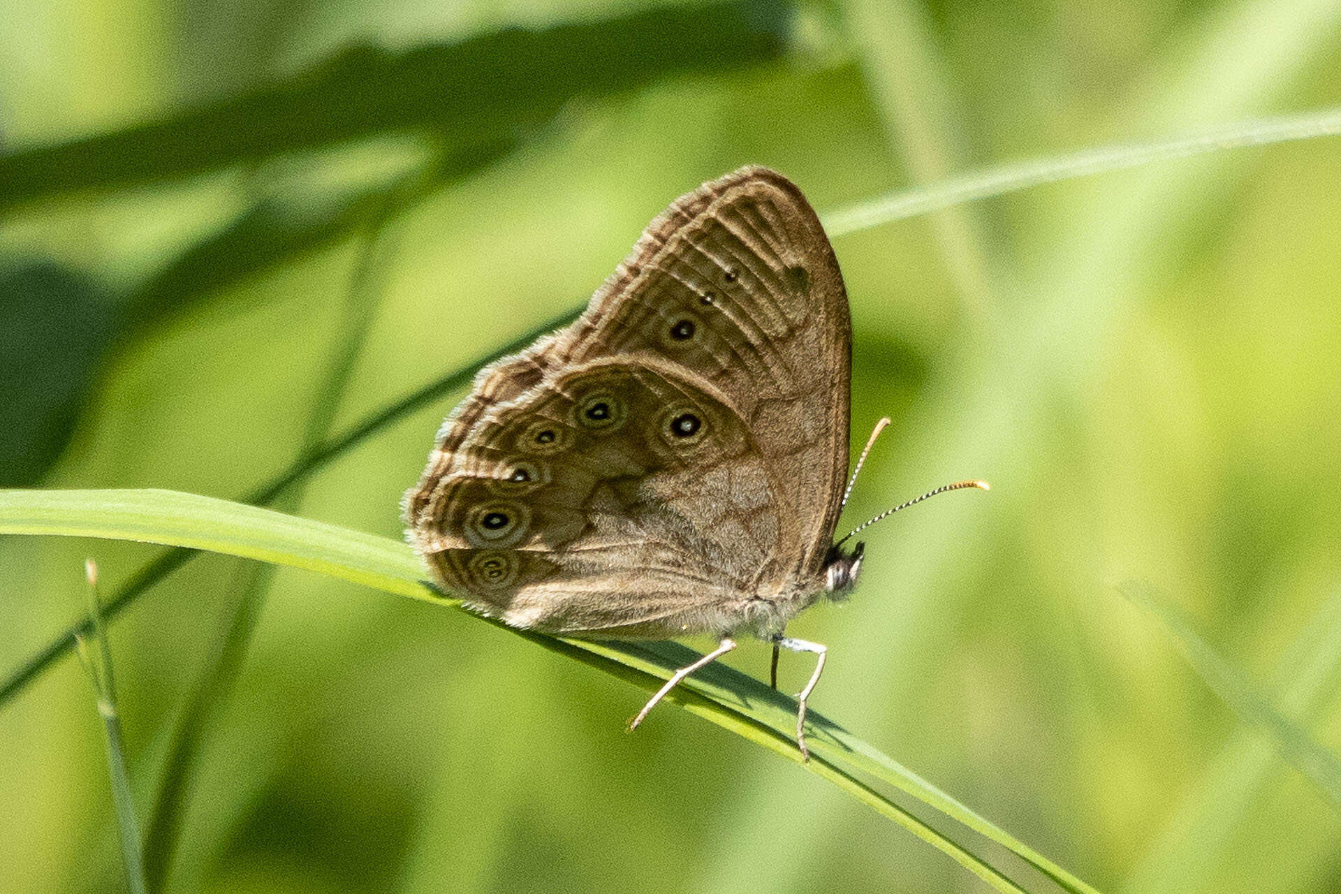 Image of Eyed Brown