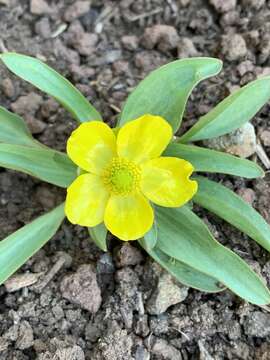 صورة Ranunculus glaberrimus var. ellipticus (Greene) Greene