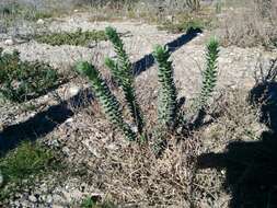 Image of sea spurge