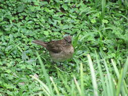 Image of Turdus ignobilis ignobilis Sclater & PL 1858