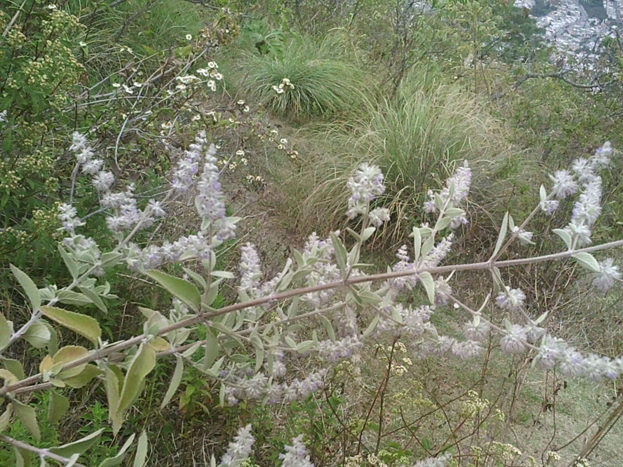 صورة Condea albida (Kunth) Harley & J. F. B. Pastore