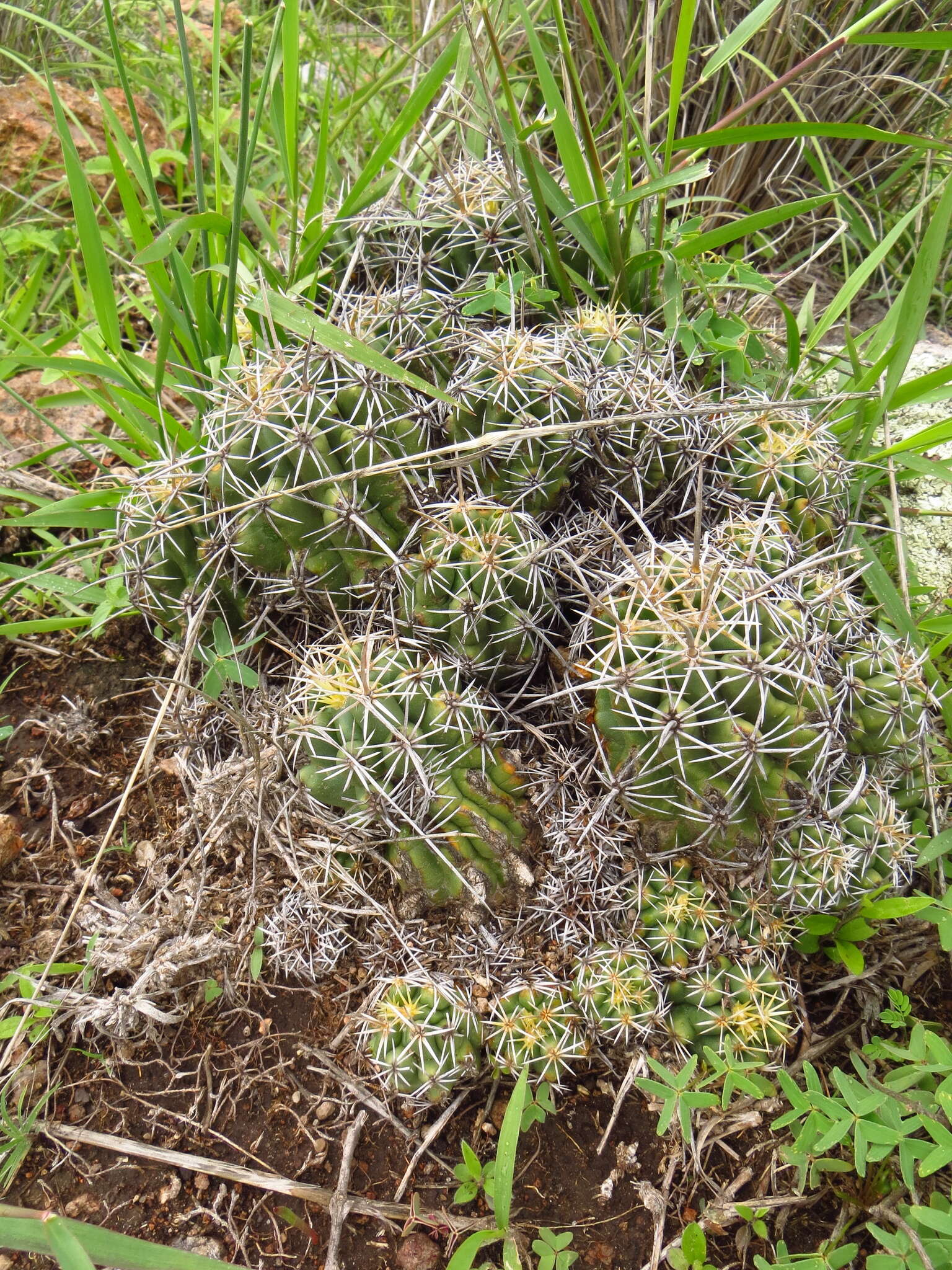 Thelocactus leucacanthus (Zucc. ex Pfeiff.) Britton & Rose resmi