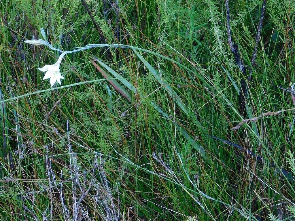 Image of ever-flowering gladiolus