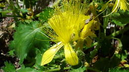 Image of yellow stingbush