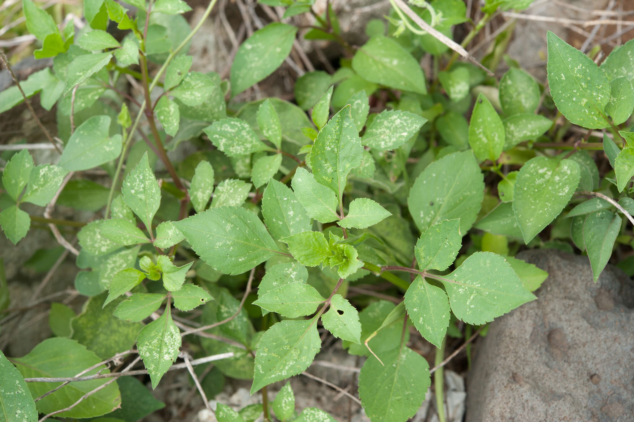 Plancia ëd <i>Bidens <i>pilosa</i></i> var. pilosa