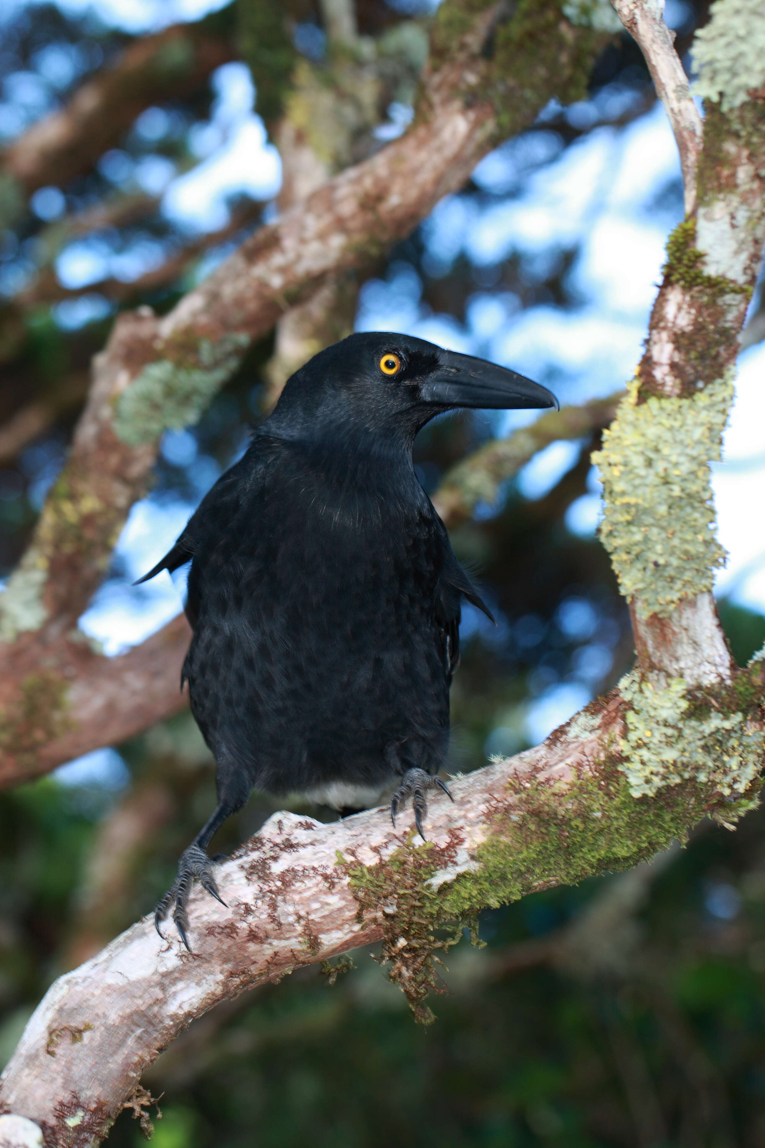 Image of Lord Howe currawong