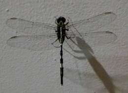 Image of Slender Skimmer